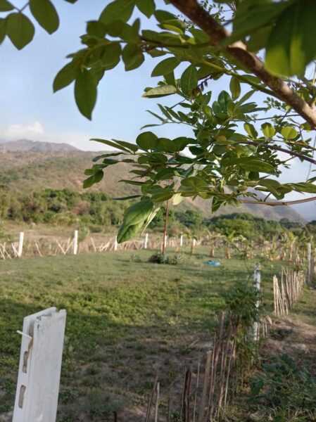 Terreno en venta vía VIGIRIMA la peñita