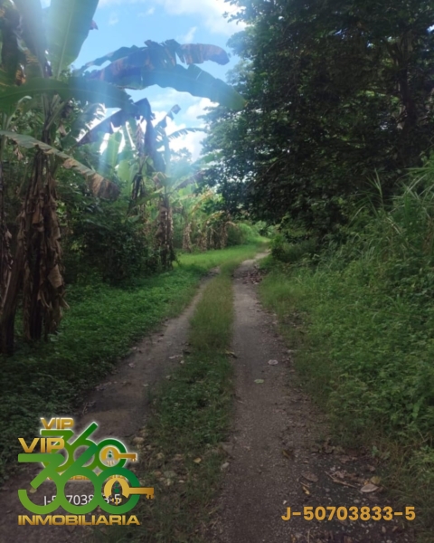 VENDO FINCA AGROINDUISTRIAL UBICADO EN MONTALBAN ESTADO CARABOBO.